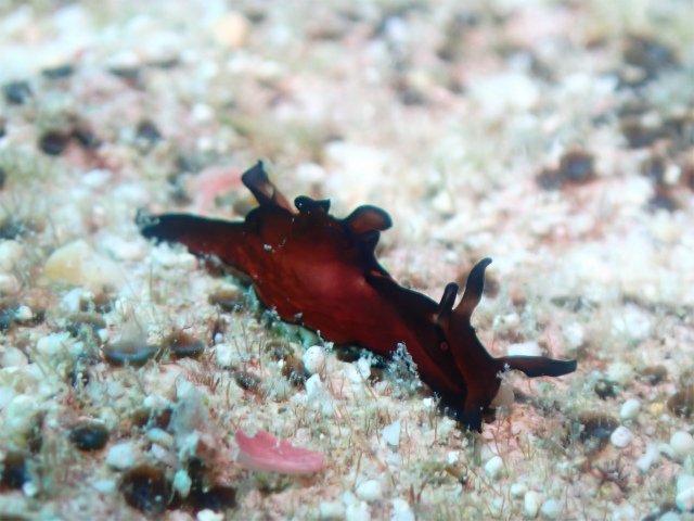 沖縄　慶良間　自社船　ダイビング　FUNダイビング　ウミウシ