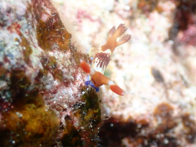 沖縄　慶良間　自社船　ダイビング　FUNダイビング　ウミウシ