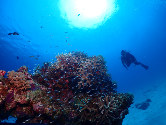 沖縄　慶良間　自社船　ダイビング　FUNダイビング