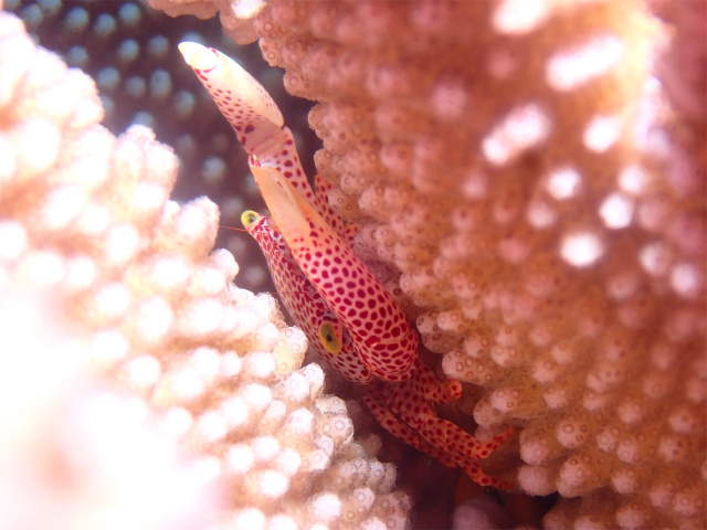 沖縄　慶良間　自社船　ダイビング　FUNダイビング