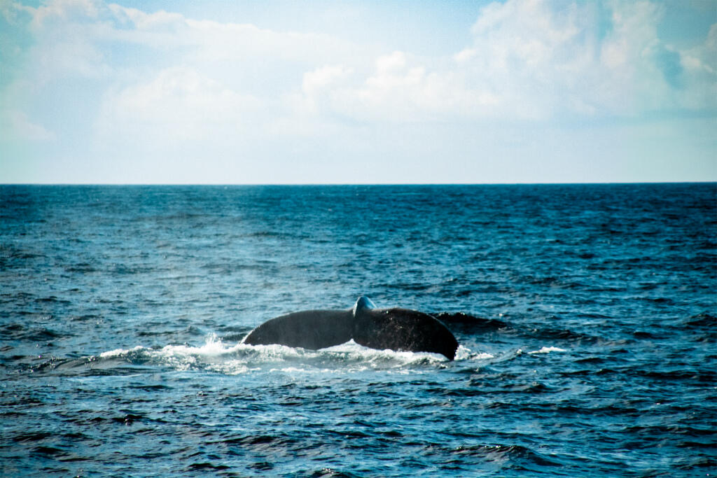 慶良間　沖縄　アルファダイブ　ダイビング　自社船　ホエールスイム　ザトウクジラ