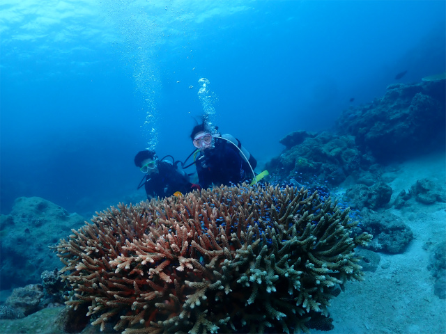 沖縄　慶良間　自社船　FUNダイビング　体験ダイビング　サンゴ