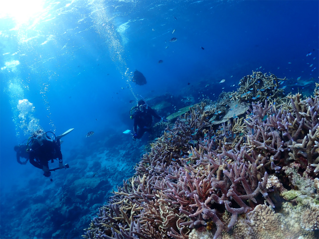 沖縄　慶良間　自社船　FUNダイビング　体験ダイビング　サンゴ