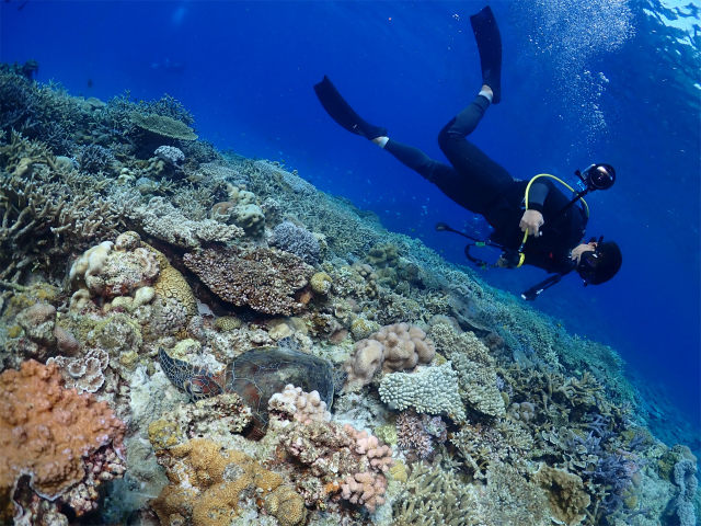 沖縄　慶良間　自社船　ダイビング　体験ダイビング　FUNダイビング　サンゴ