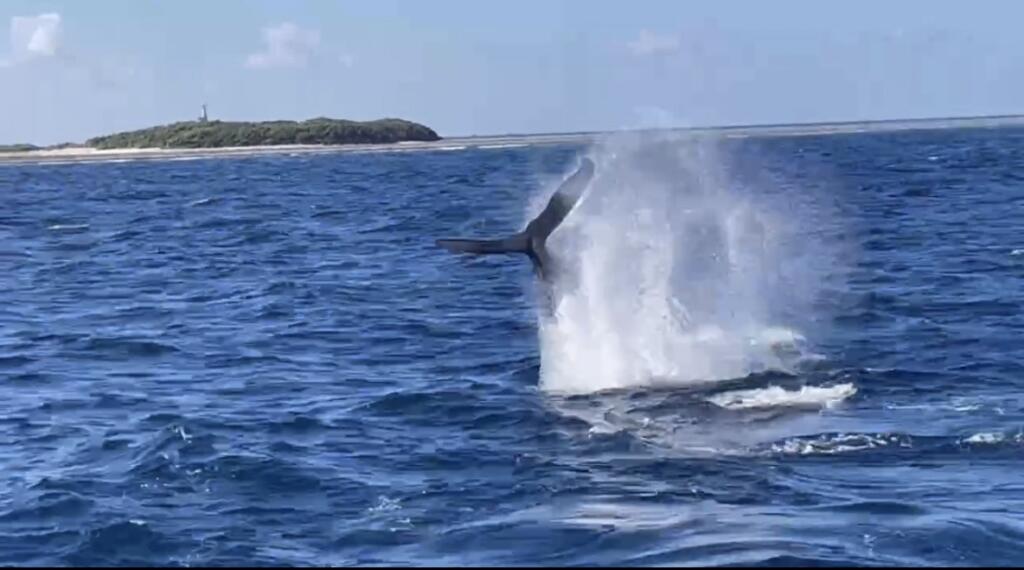 沖縄　クジラ　ホエールスイム