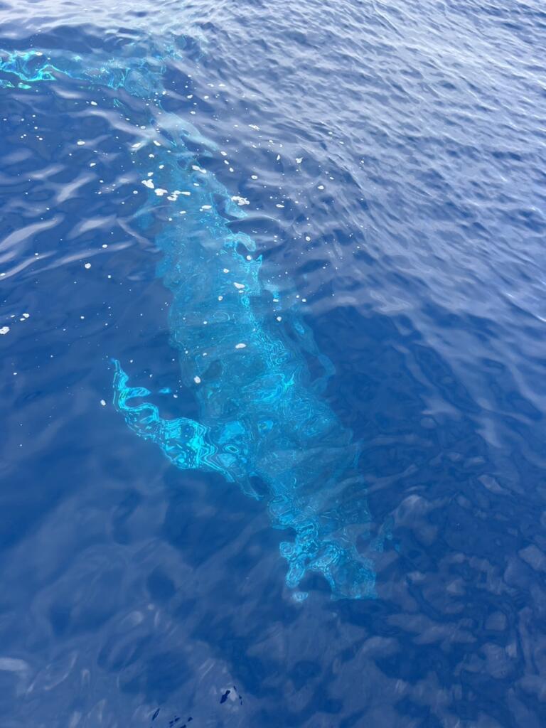沖縄　クジラ　ホエールスイム