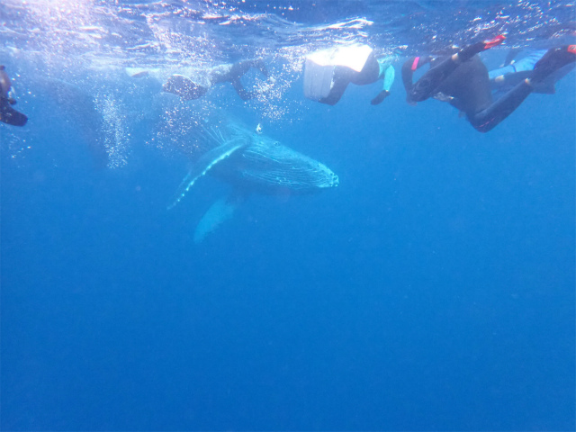 沖縄本島　ホエールスイム　クジラ　自社船　中部