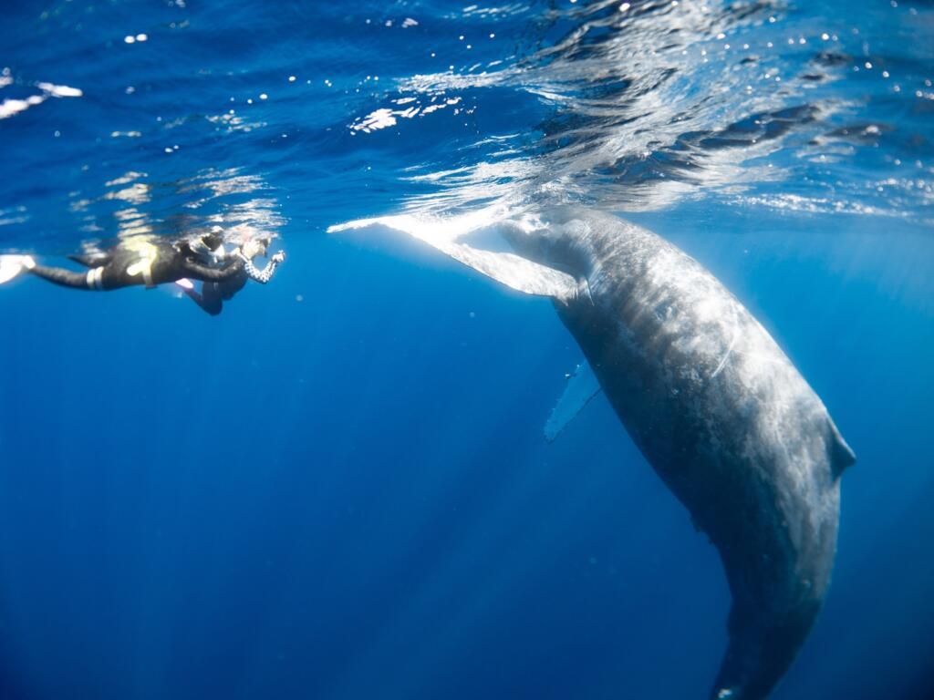 ホエールスイム　沖縄本島　ザトウクジラ　アルファダイブ