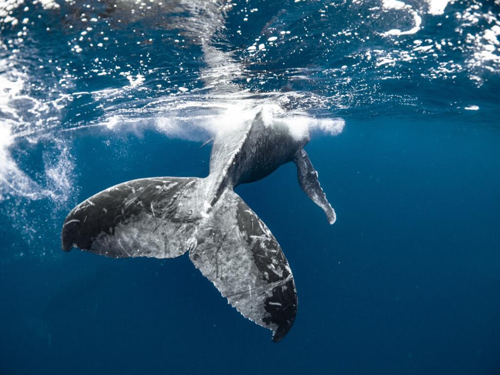 ホエールスイム　沖縄本島　ザトウクジラ　アルファダイブ