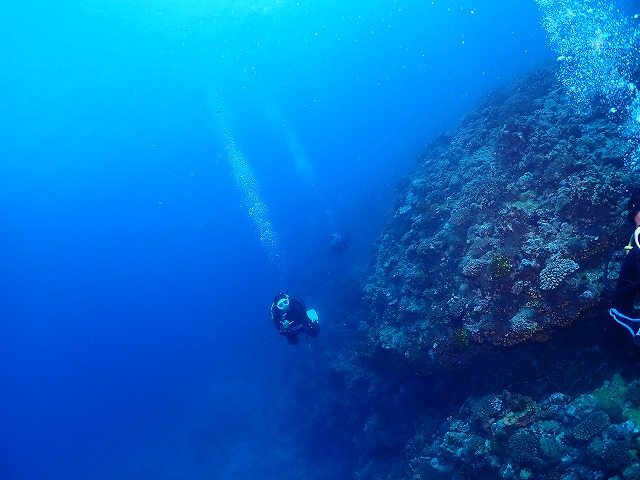 沖縄　ダイビング　ウミガメ　慶良間　体験ダイビング