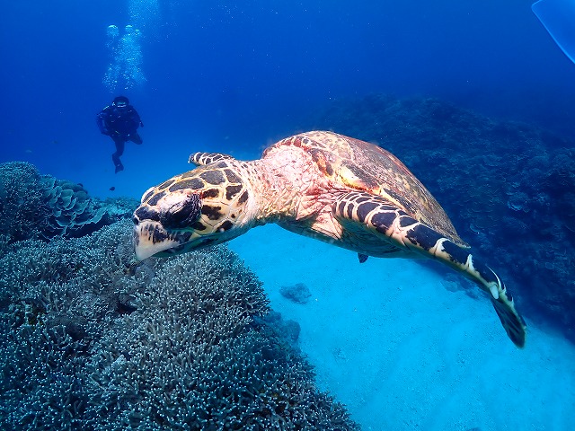 沖縄　ダイビング　慶良間　サンゴ　ウミガメ
