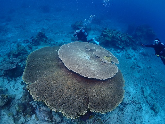 沖縄　ダイビング　サンゴ　慶良間ダイビング