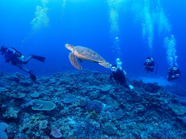 沖縄　ダイビング　サンゴ　慶良間ダイビング