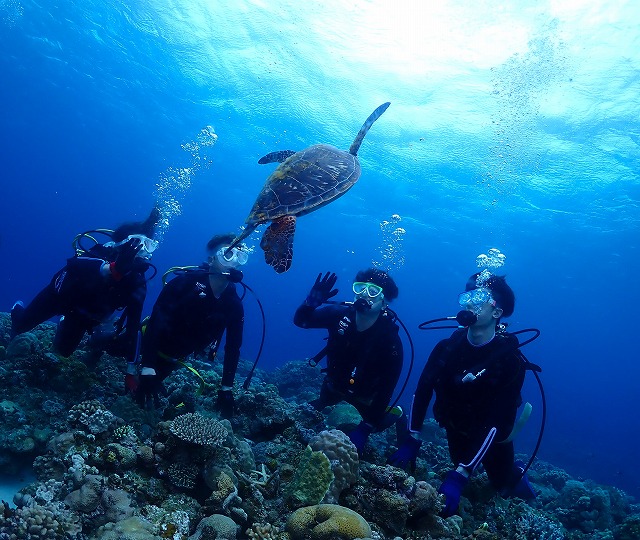 沖縄　ダイビング　慶良間　サンゴ　ウミガメ