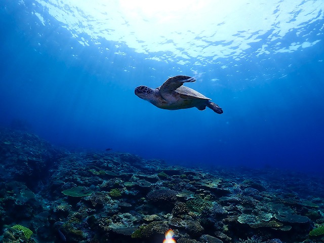 沖縄　ダイビング　ケラマブルー　サンゴ　kerama