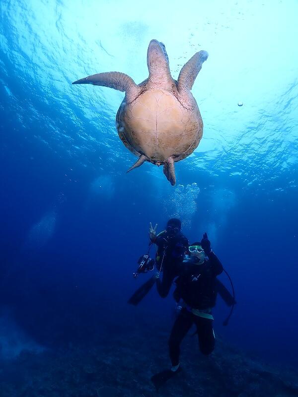 沖縄　ダイビング　慶良間ブルー　ウミガメ