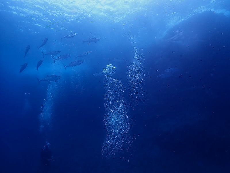 沖縄　ダイビング　慶良間ダイビング　ウミガメ