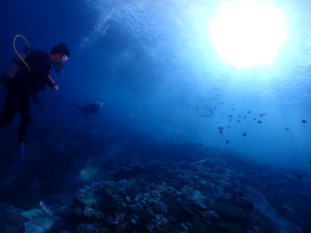 沖縄　ダイビング　慶良間　ウミガメ