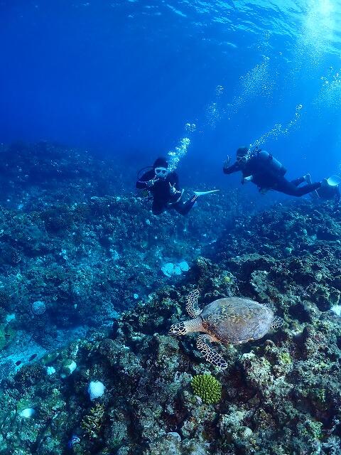 沖縄　ダイビング　慶良間　ウミガメ