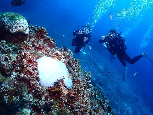 沖縄　ダイビング　慶良間　ウミガメ