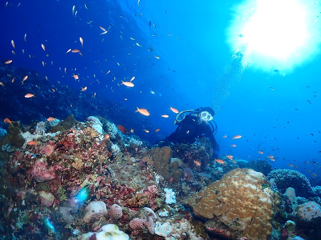 沖縄　ダイビング　慶良間　ウミガメ