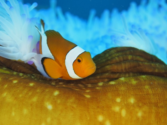 沖縄　ダイビング　砂辺　西海岸ダイビング