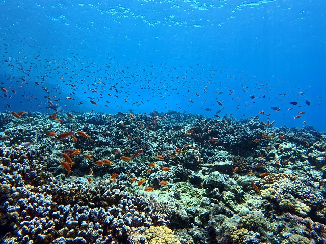 沖縄 ダイビング 慶良間 自社船