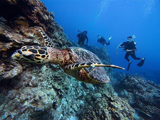 沖縄　ダイビング　慶良間　ウミガメ