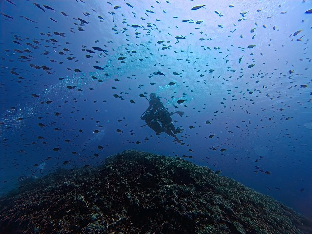 沖縄　ダイビング　慶良間　ウミガメ