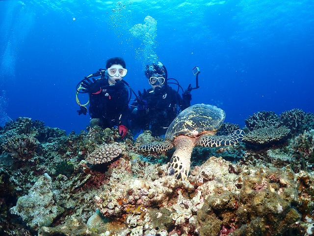 沖縄 ダイビング 慶良間 ウミガメ