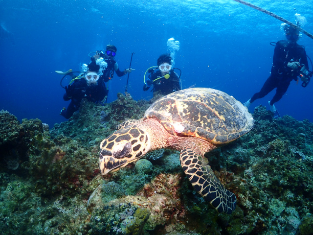 沖縄　ダイビング　慶良間　FUNダイビング　体験ダイビング