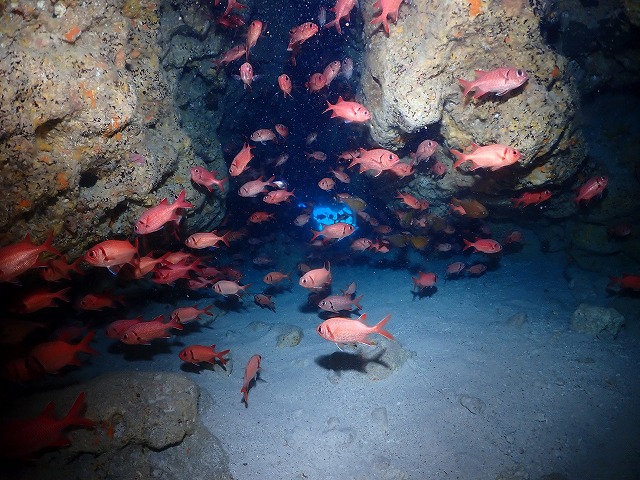 沖縄　ダイビング　慶良間　自社船