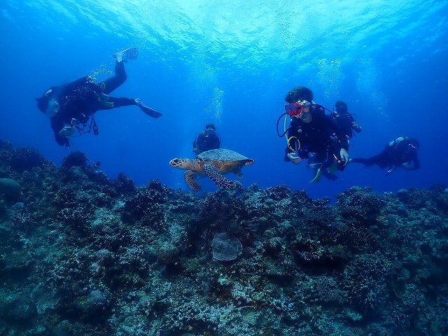 沖縄 ダイビング 慶良間 ウミガメ