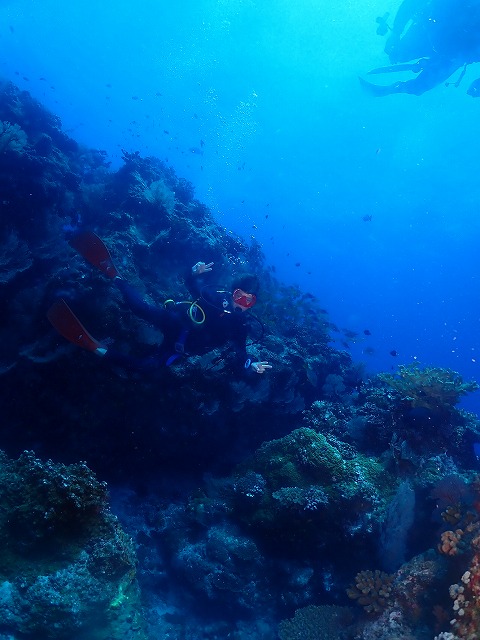 沖縄 ダイビング 慶良間 ウミガメ