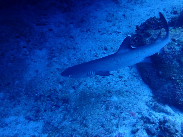 沖縄 ダイビング 慶良間 ウミガメ