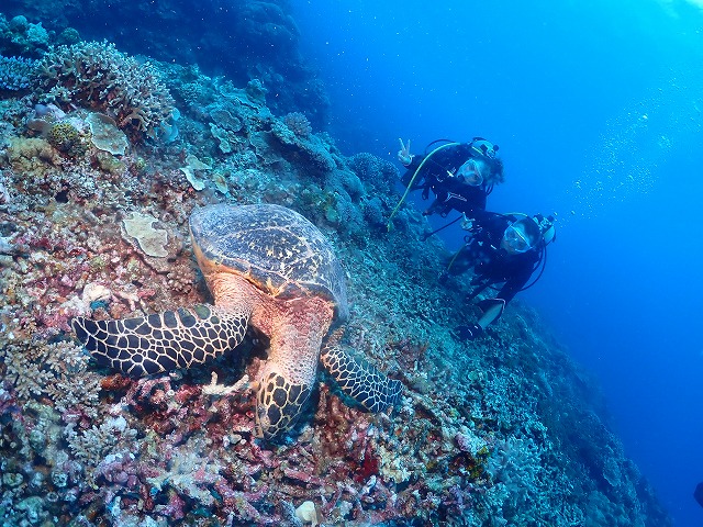沖縄　ダイビング　慶良間　ウミガメ