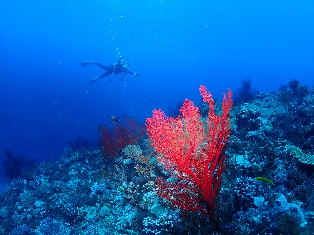 沖縄　ダイビング　慶良間　慶良間遠征