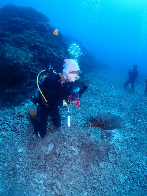 沖縄　ダイビング　慶良間　ウミガメ