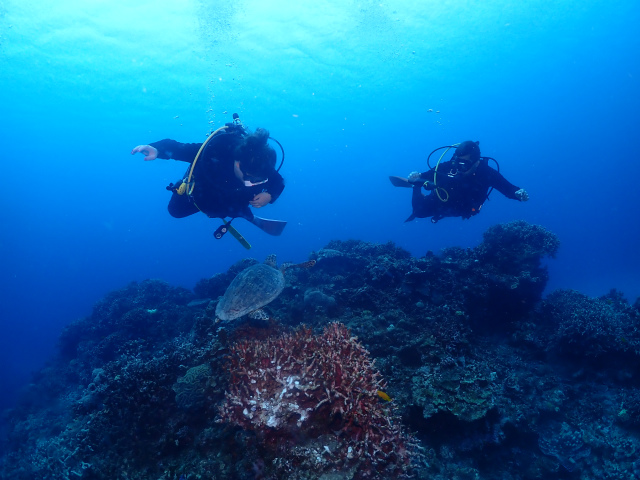 沖縄　ダイビング　慶良間　FUNダイビング　体験ダイビング