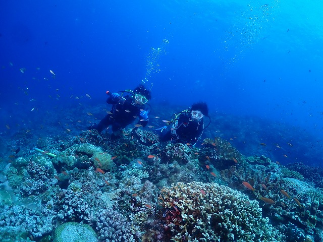 沖縄 ダイビング 慶良間 ウミガメ