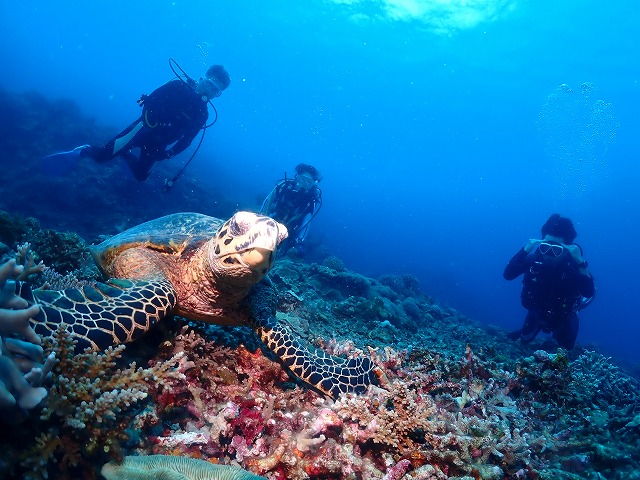 沖縄　ダイビング　慶良間　ウミガメ