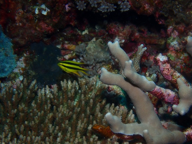 沖縄　ダイビング　慶良間　ウミガメ