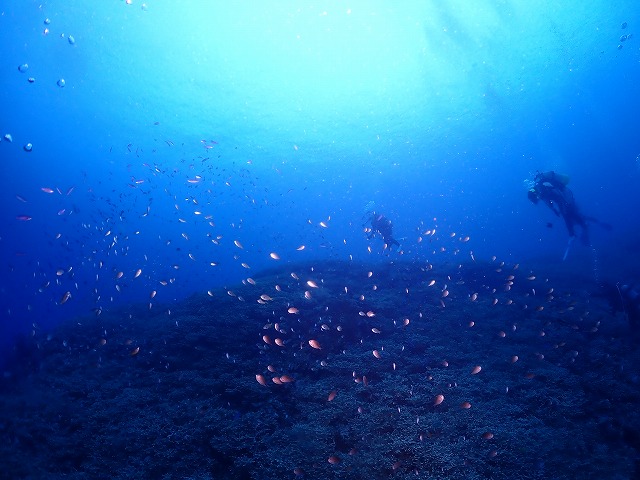 沖縄　ダイビング　慶良間　ウミガメ