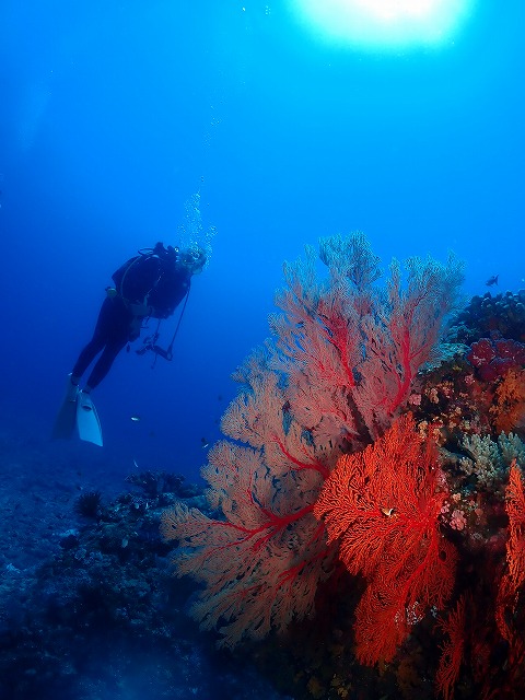 沖縄　ダイビング　慶良間　自社船
