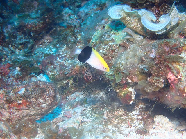 沖縄　ダイビング　慶良間　自社船