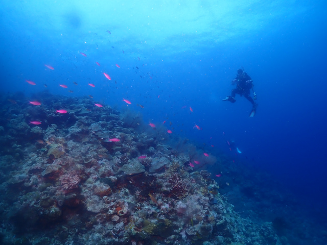 沖縄　ダイビング　慶良間　FUNダイビング　体験ダイビング