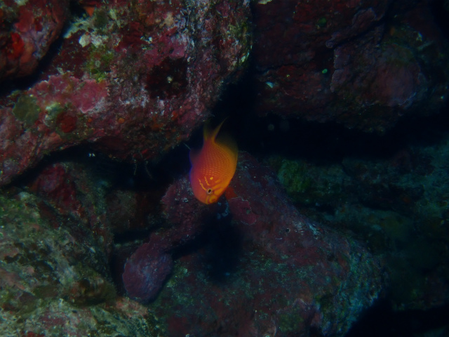 沖縄　ダイビング　慶良間　FUNダイビング　体験ダイビング