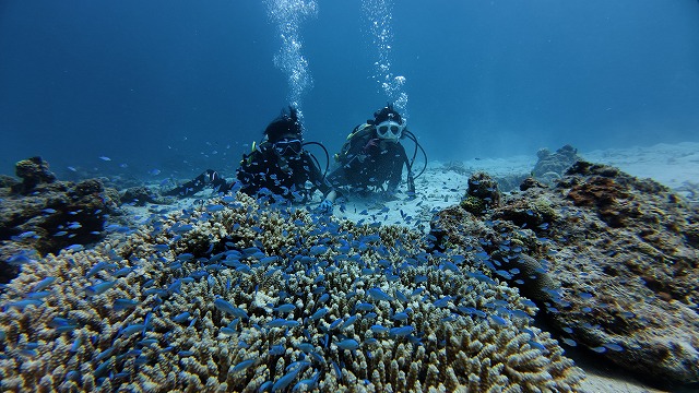 沖縄　ダイビング　慶良間　ウミガメ