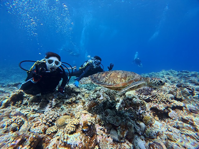沖縄　ダイビング　慶良間　ウミガメ