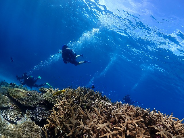 沖縄 ダイビング 慶良間 自社船